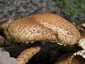 Tüskés tőkegomba (Pholiota squarrosa), Budai-hegység